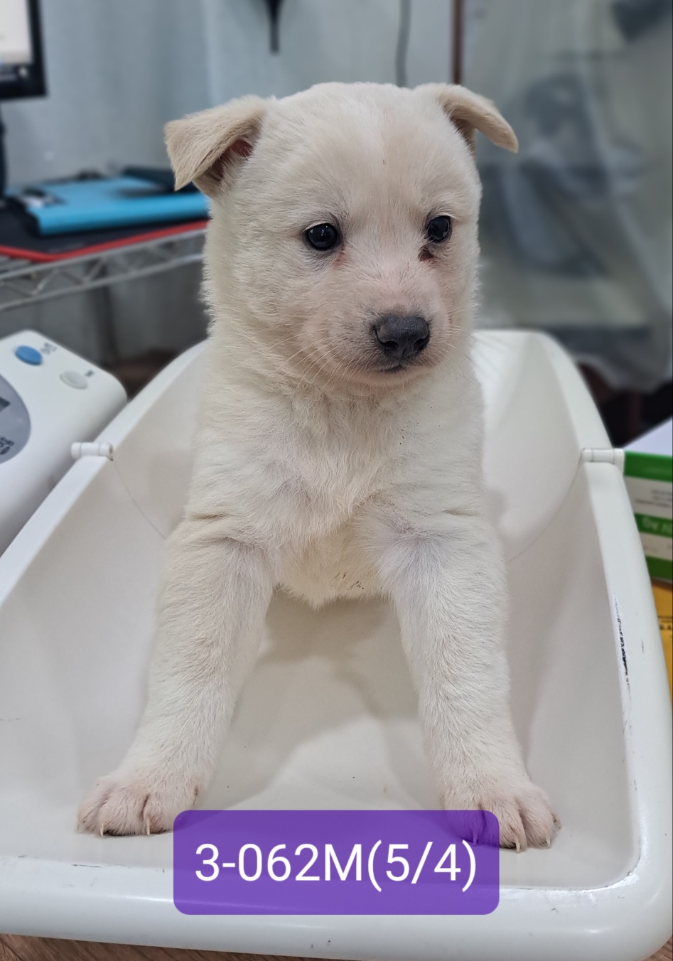 고성군유기동물보호소_448542202301121