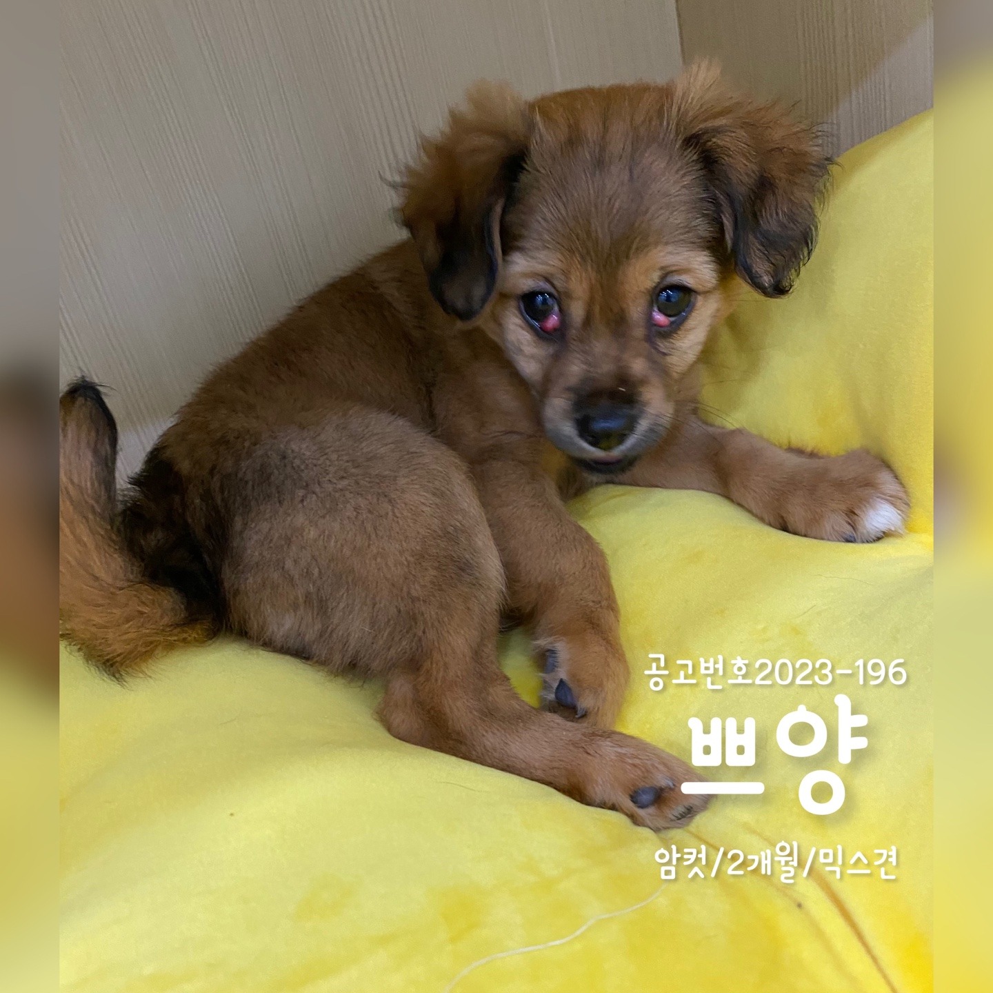 [개] 믹스견 경기-용인-2023-00196 유기동물 배경 이미지 입니다.