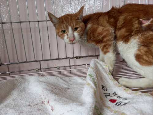 유기동물및관리협회_448535202300611