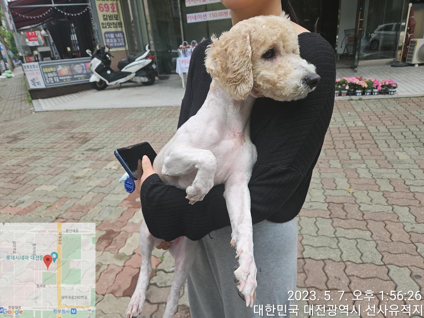 대전동물보호센터_430367202300271