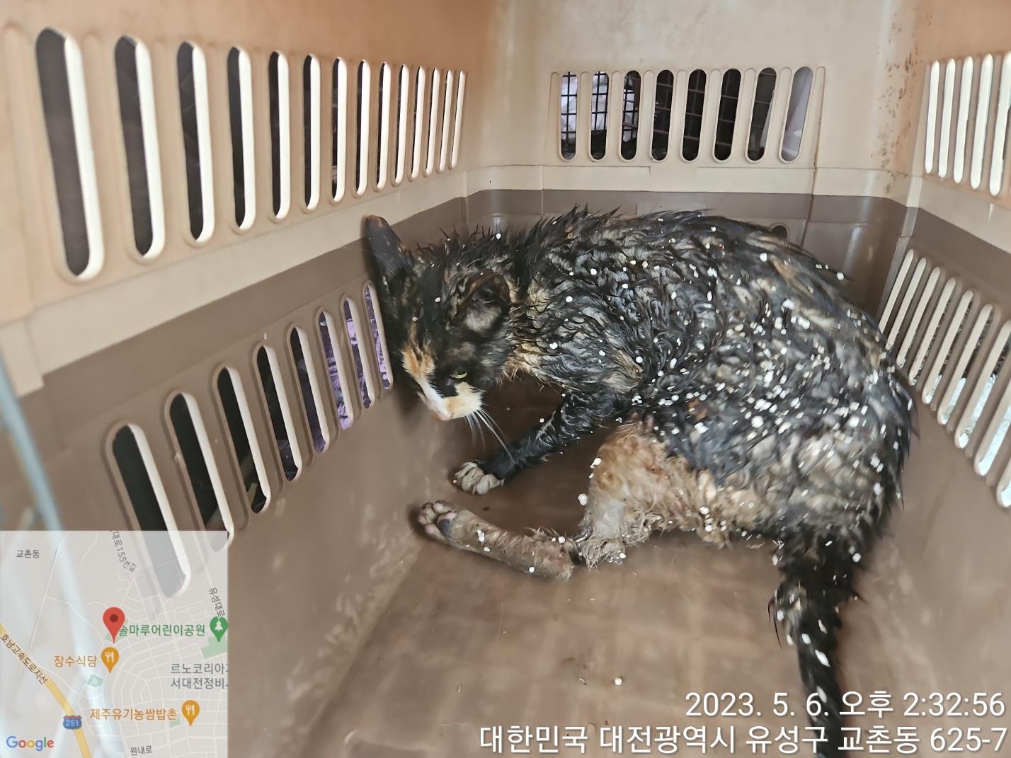 대전동물보호센터_430367202300269