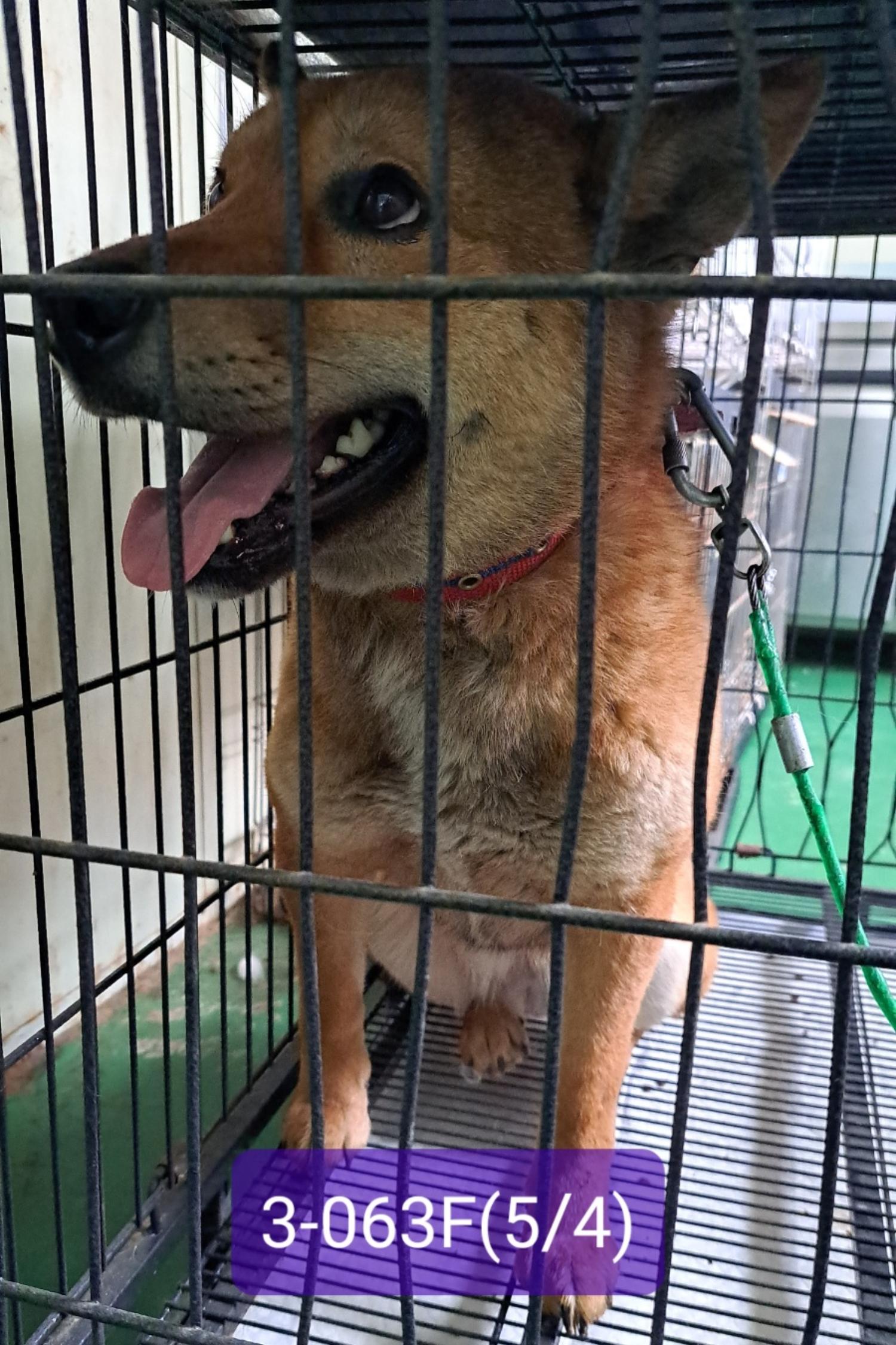 고성군유기동물보호소_448542202301122