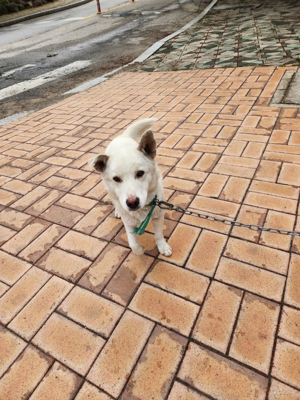 영주시 동물보호센터_447509202300089