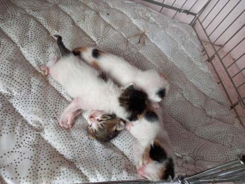 유기동물및관리협회_448535202300609