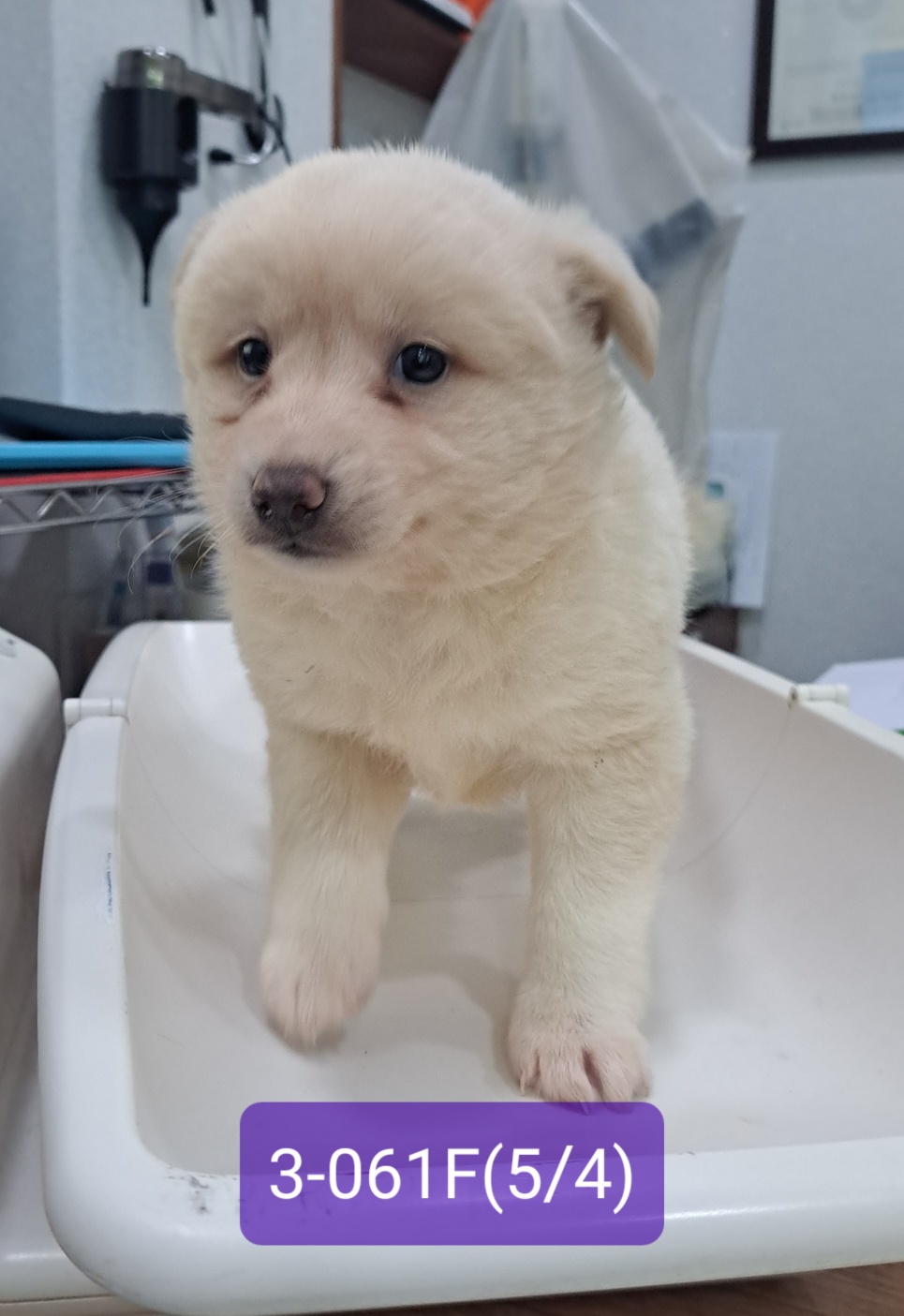 고성군유기동물보호소_448542202301119