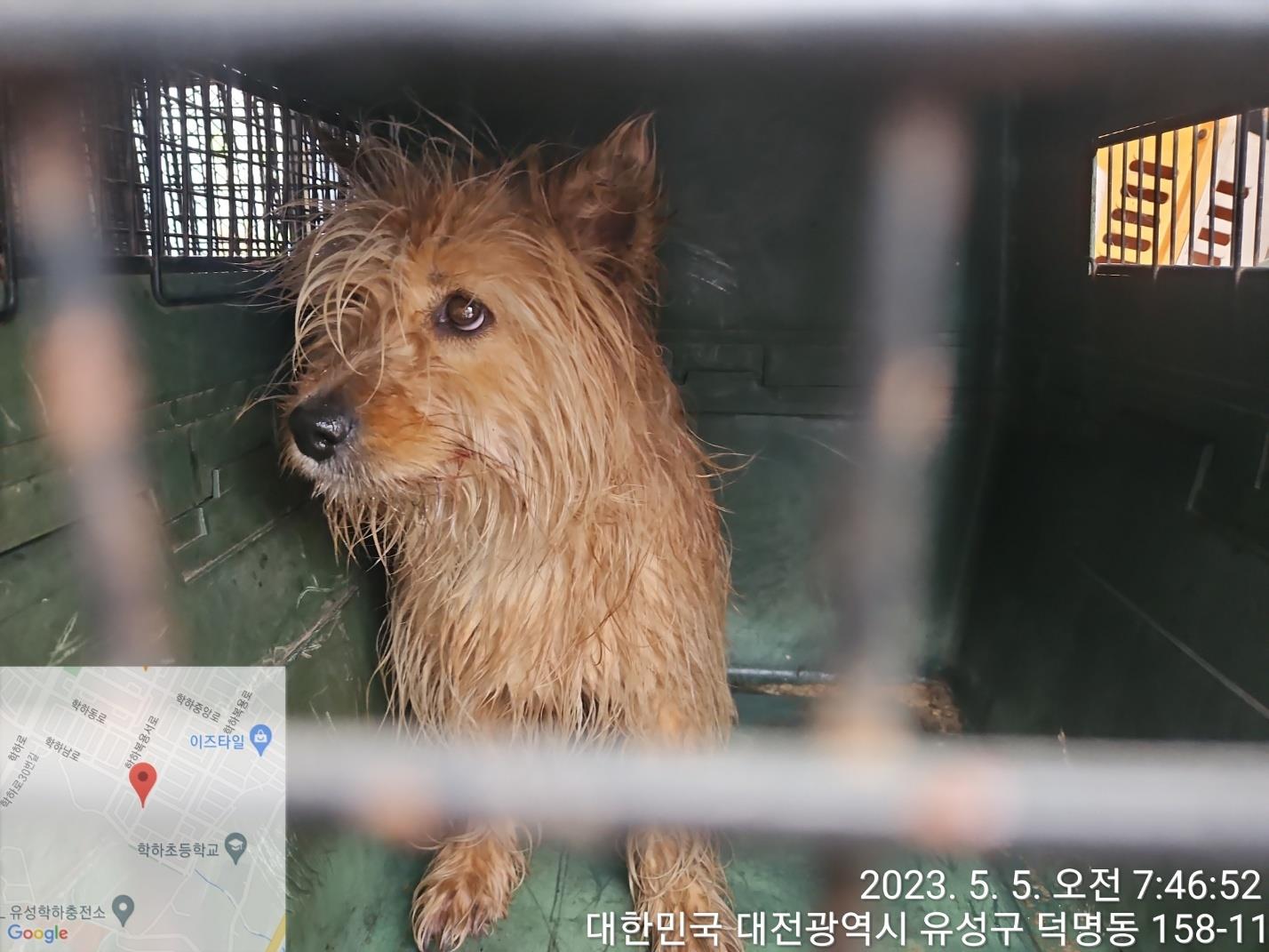 대전동물보호센터_430367202300265