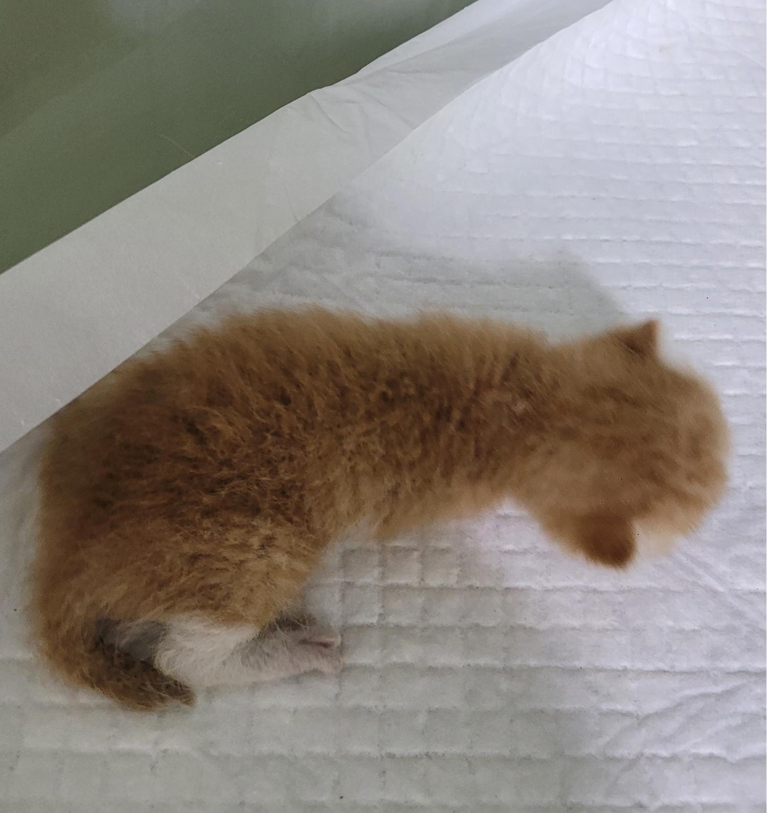 대구유기동물보호협회_427344202300134