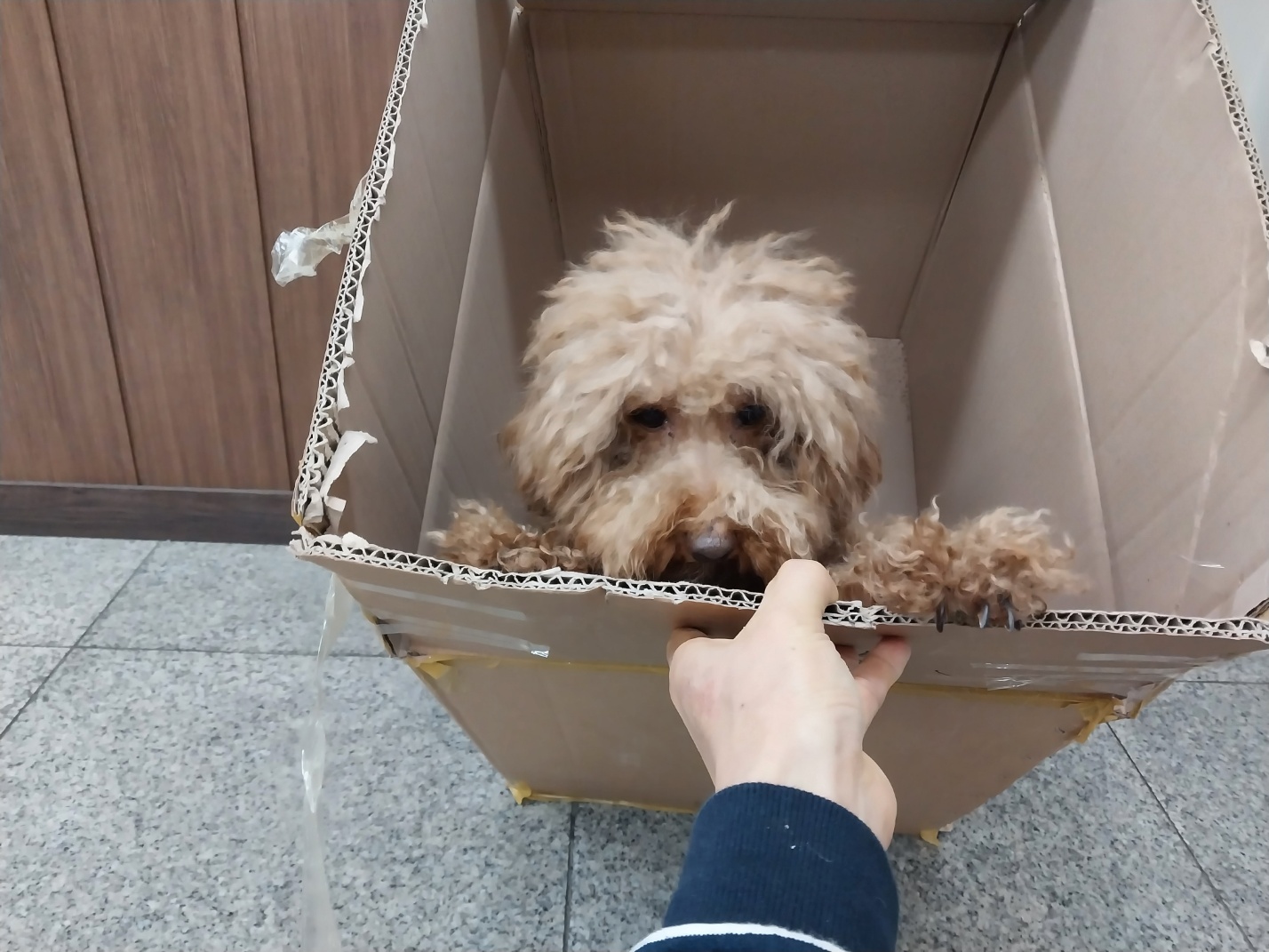 (사)영일동물플러스_447502202300361
