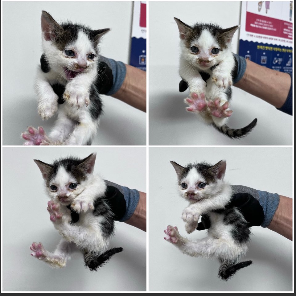 천안시유기동물보호소_444449202300979