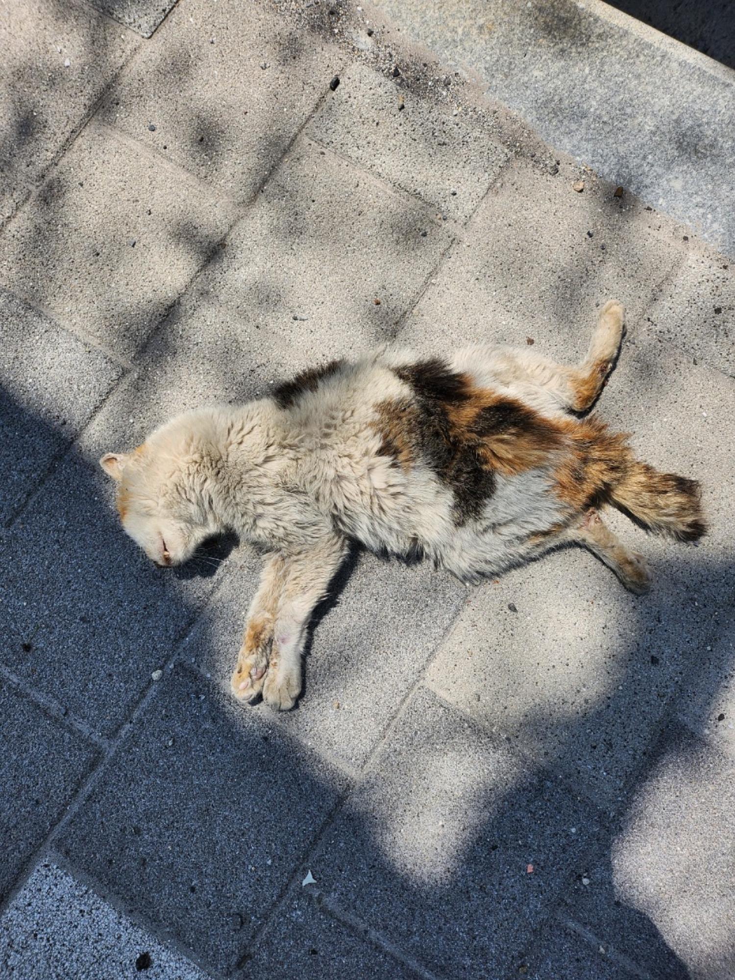 태백유기동물_442422202300268