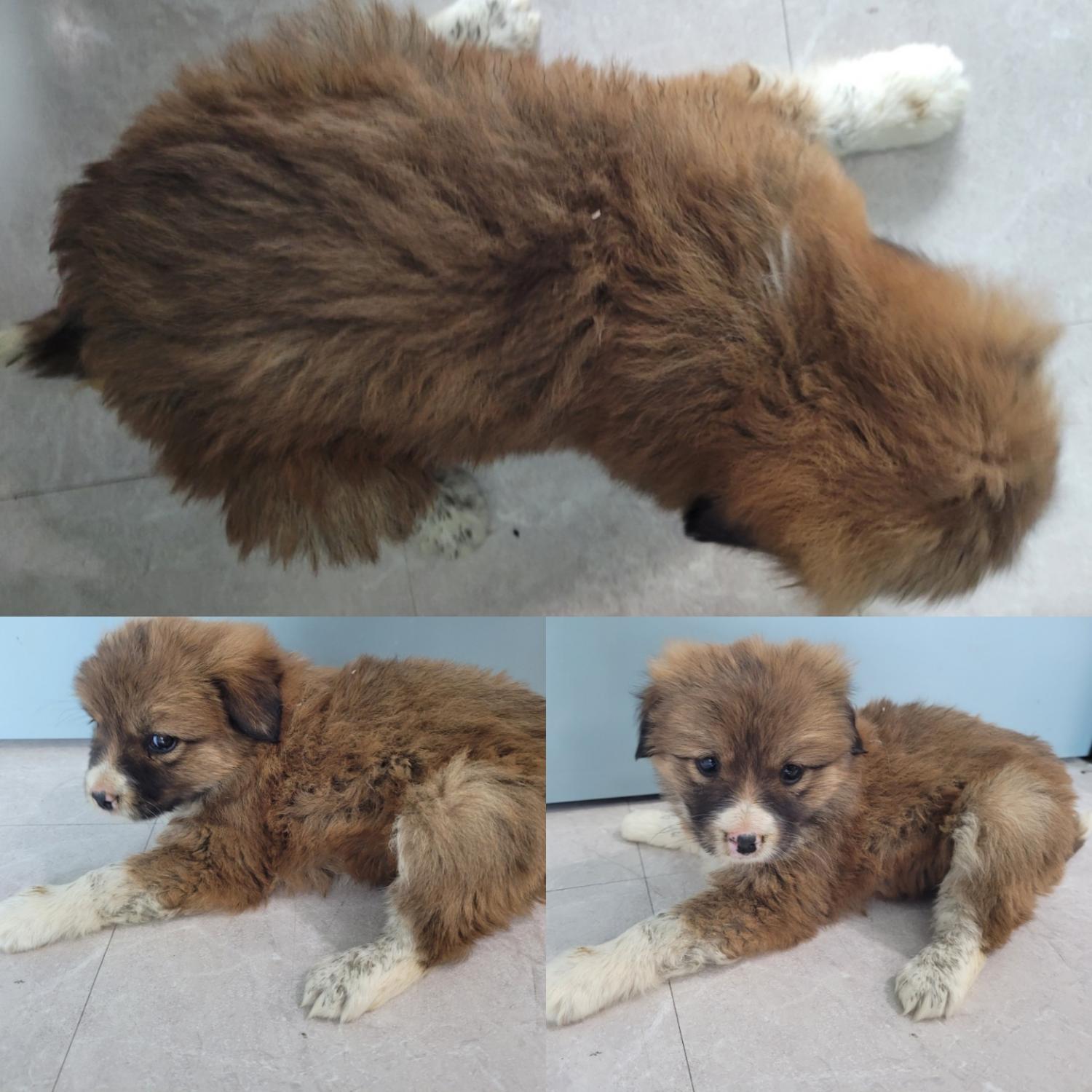 논산시 동물보호센터_444454202300181