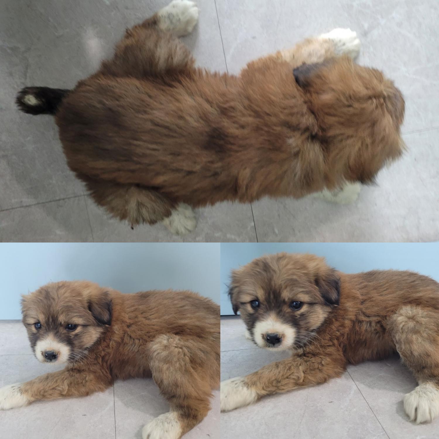 논산시 동물보호센터_444454202300182