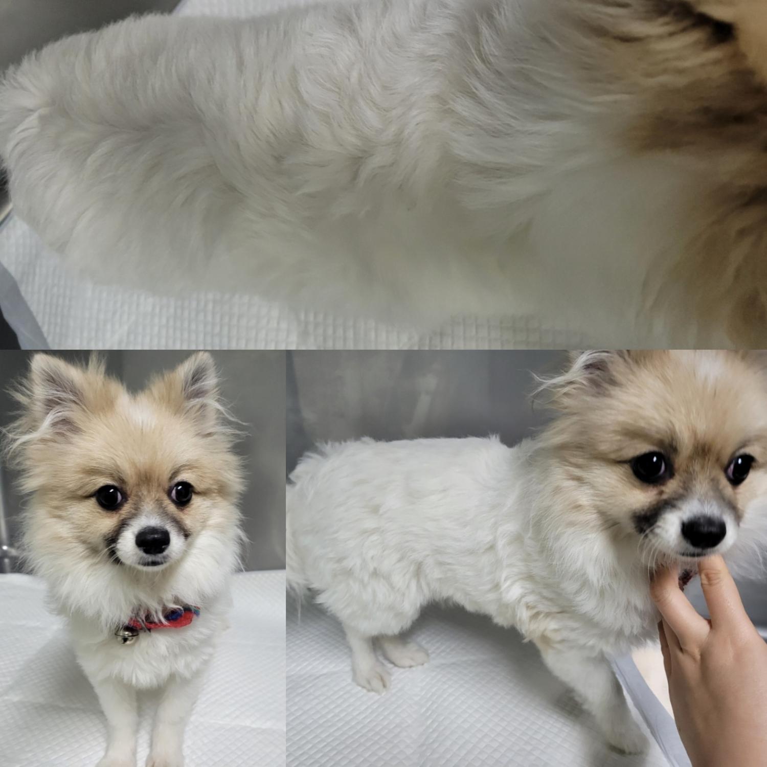 논산시 동물보호센터_444454202300185