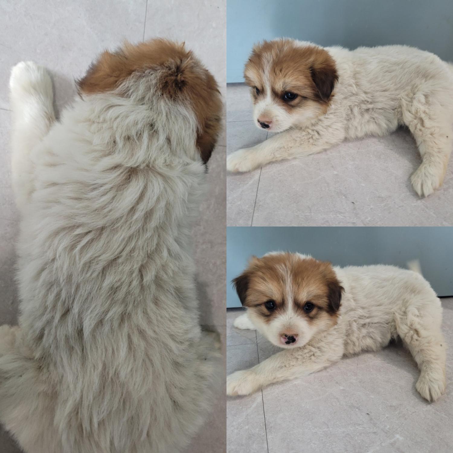 논산시 동물보호센터_444454202300180
