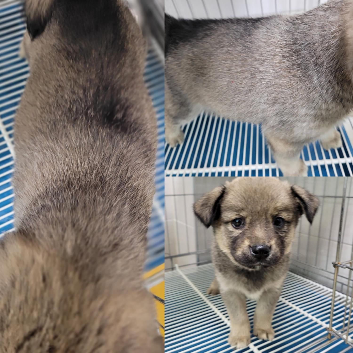 논산시 동물보호센터_444454202300186