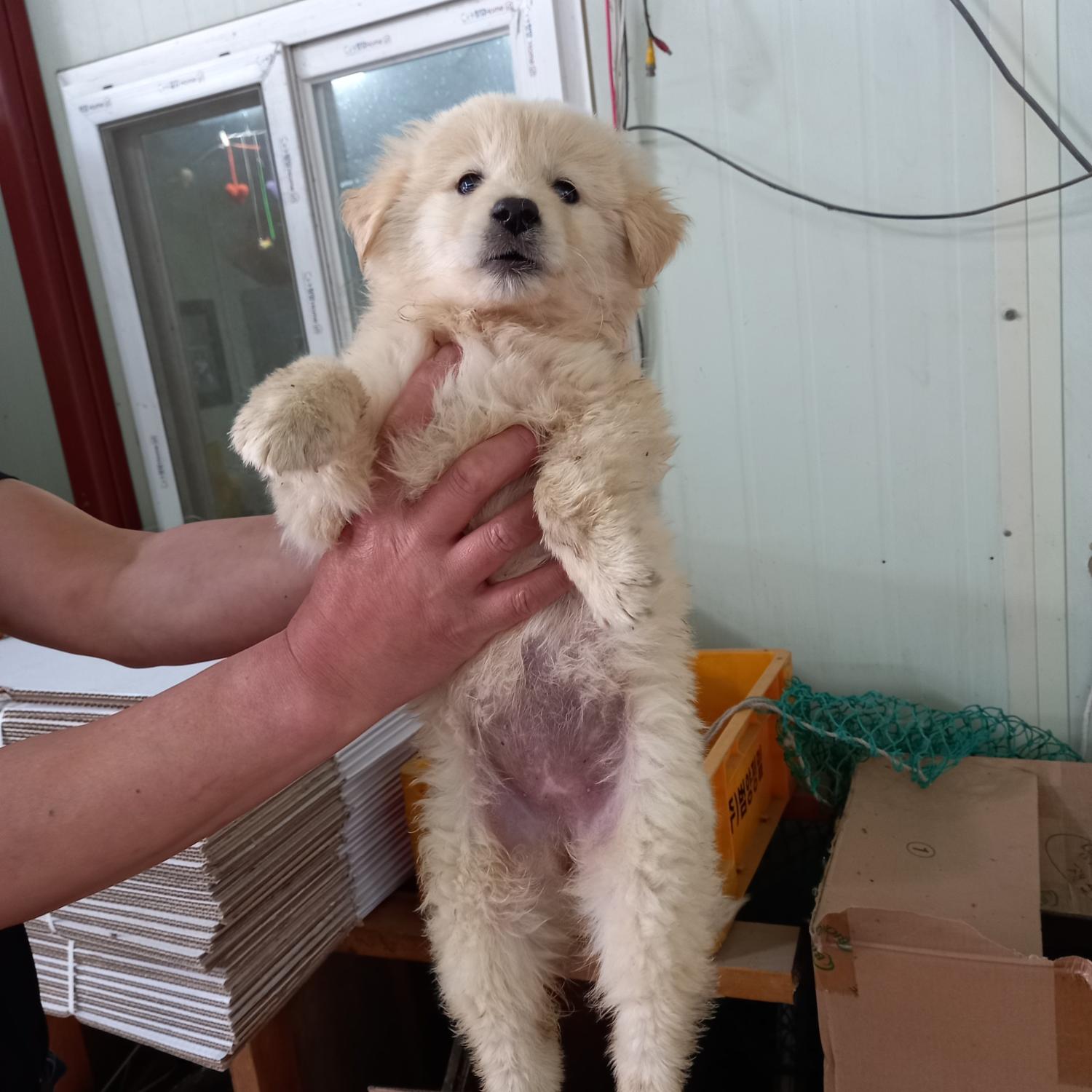 평택시유기동물보호소_441391202301072