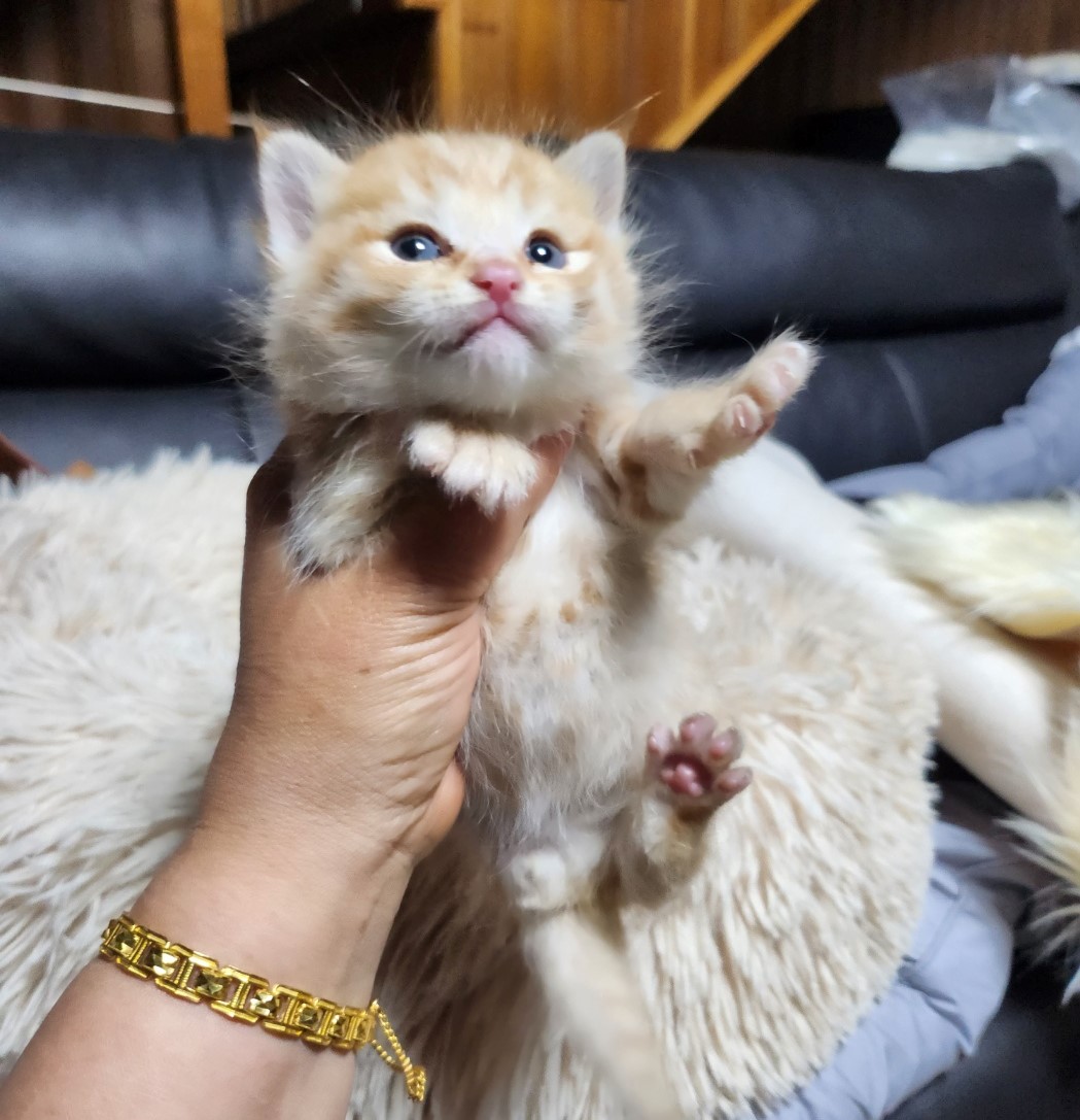 울산유기동물보호센터_431373202300450