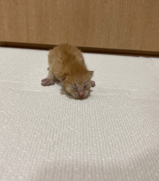 부산동물보호센터_426332202300152