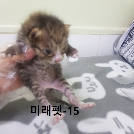미래펫동물병원_431370202300324