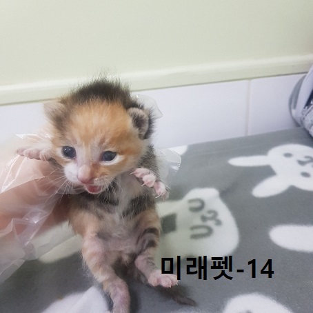 미래펫동물병원_431370202300323