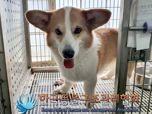 한국동물구조관리협회_411309202300183