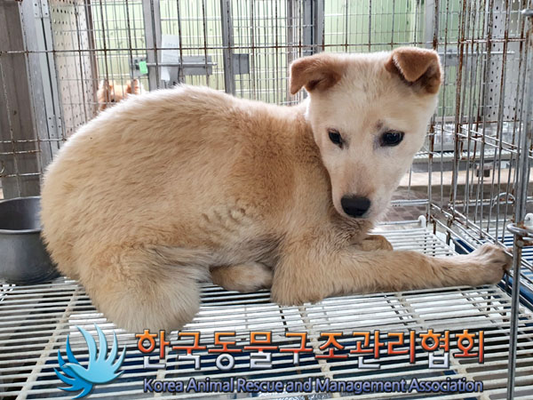 한국동물구조관리협회_441560202300482