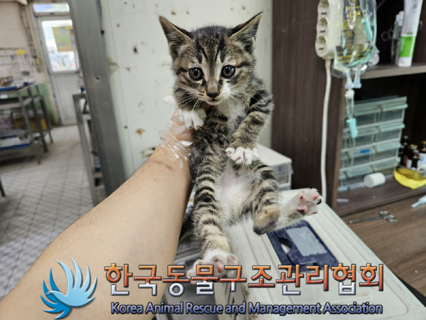 한국동물구조관리협회_411306202300326