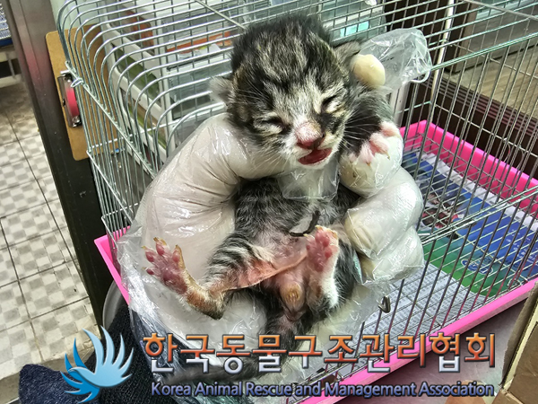 한국동물구조관리협회_411322202300309