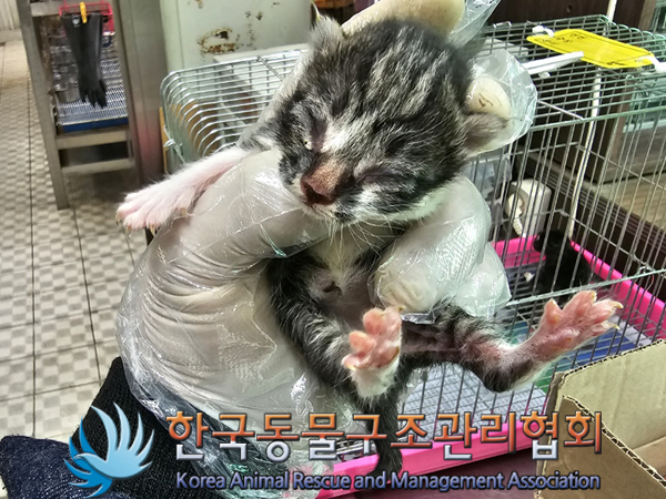 한국동물구조관리협회_411322202300310