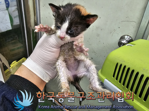 한국동물구조관리협회_411306202300329