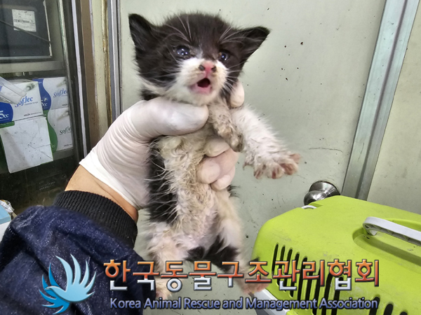 한국동물구조관리협회_411306202300331