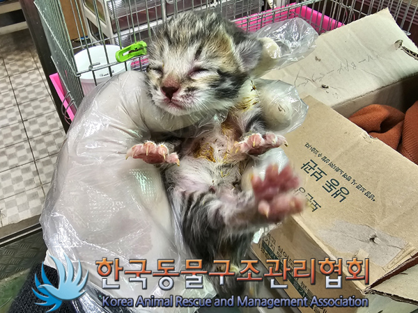 한국동물구조관리협회_411322202300308