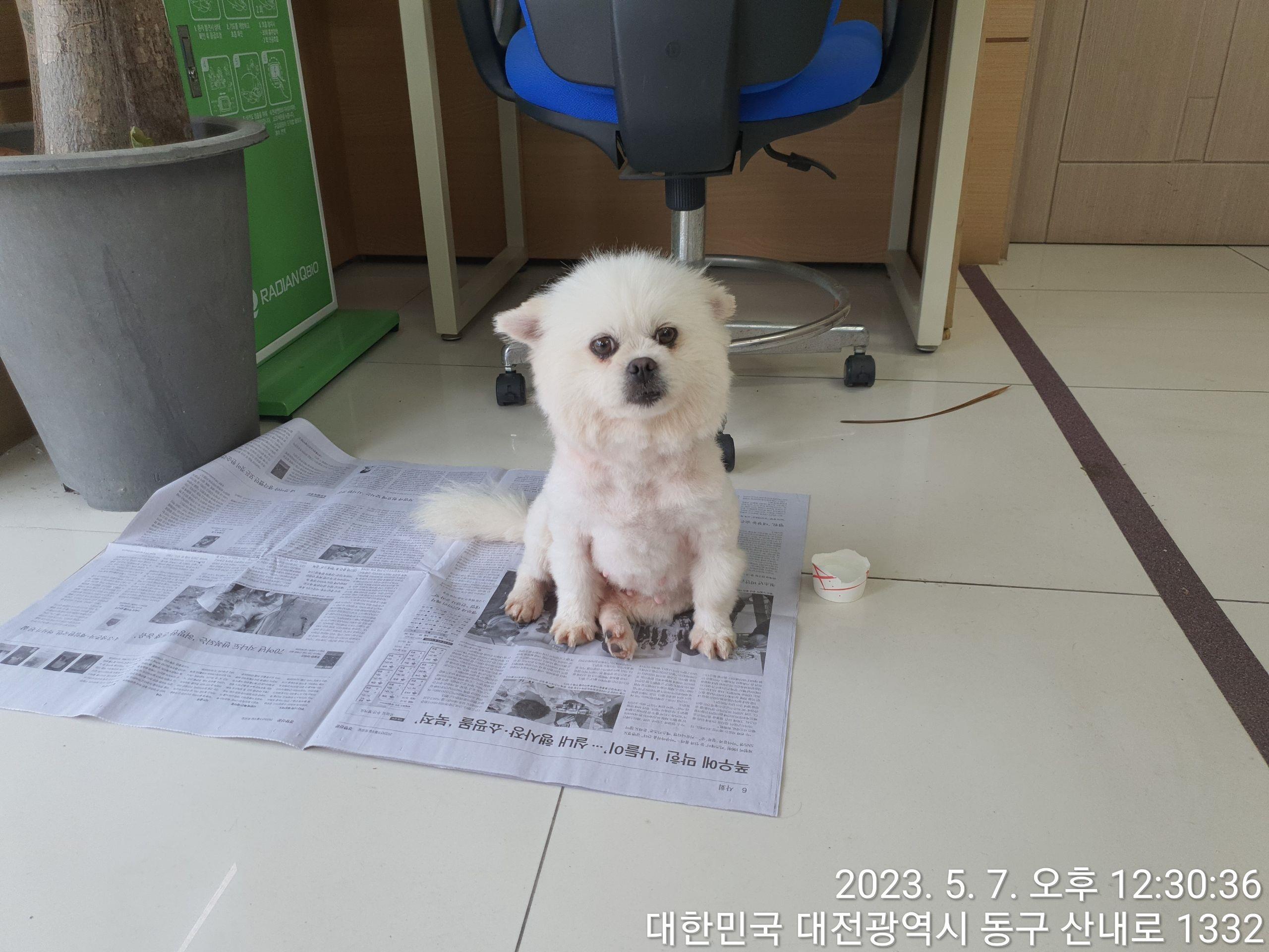 대전동물보호센터_430364202300141