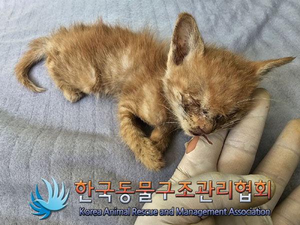한국동물구조관리협회_411307202300176