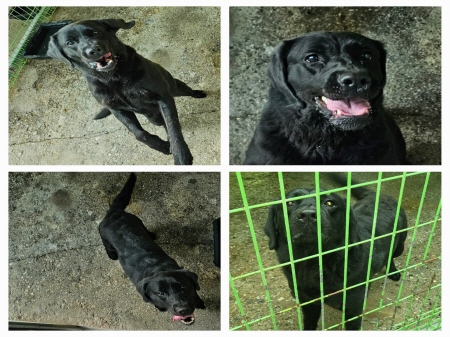 원주유기동물보호센터_442419202300257