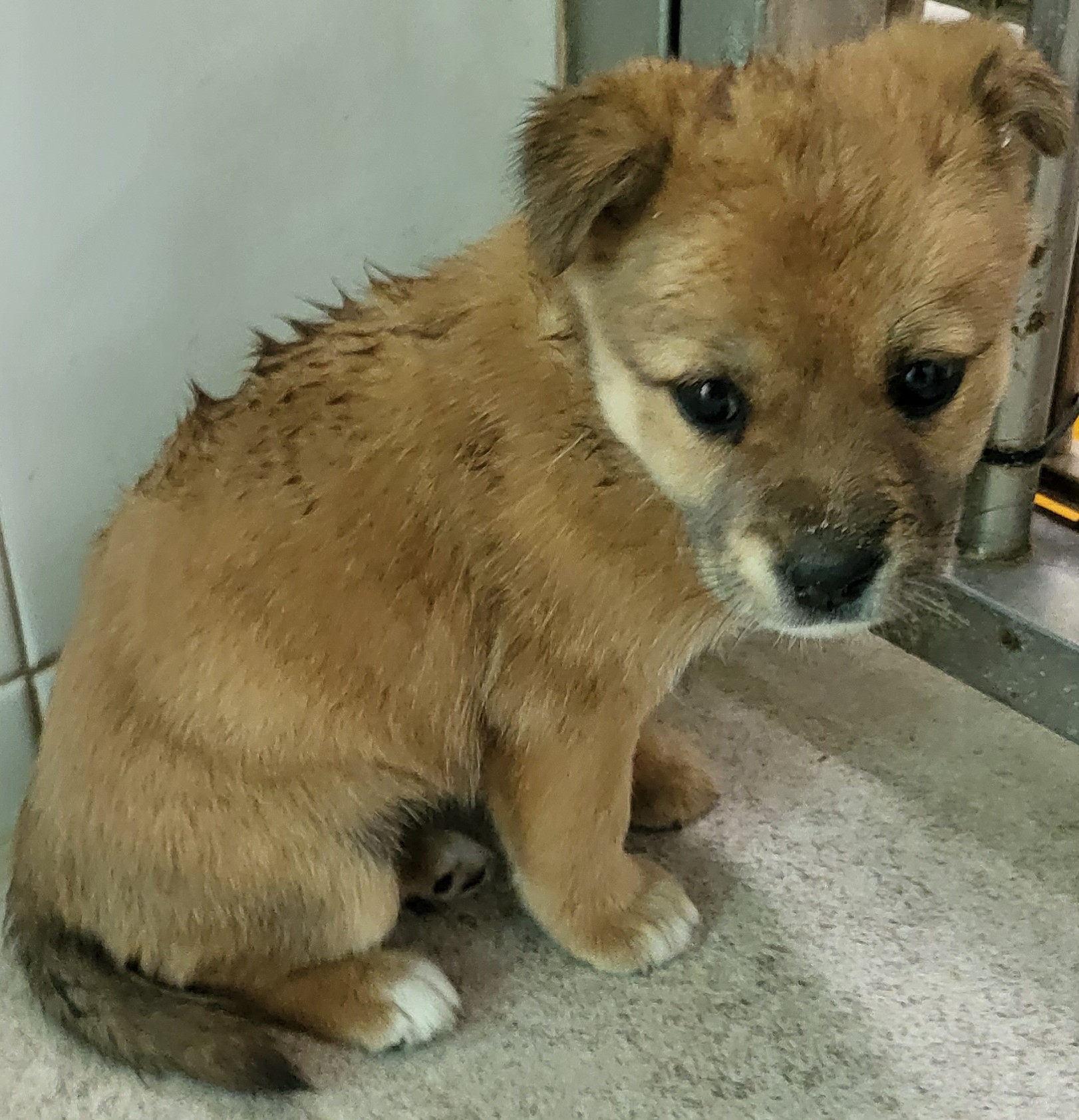 하동군유기동물보호소_448544202300168
