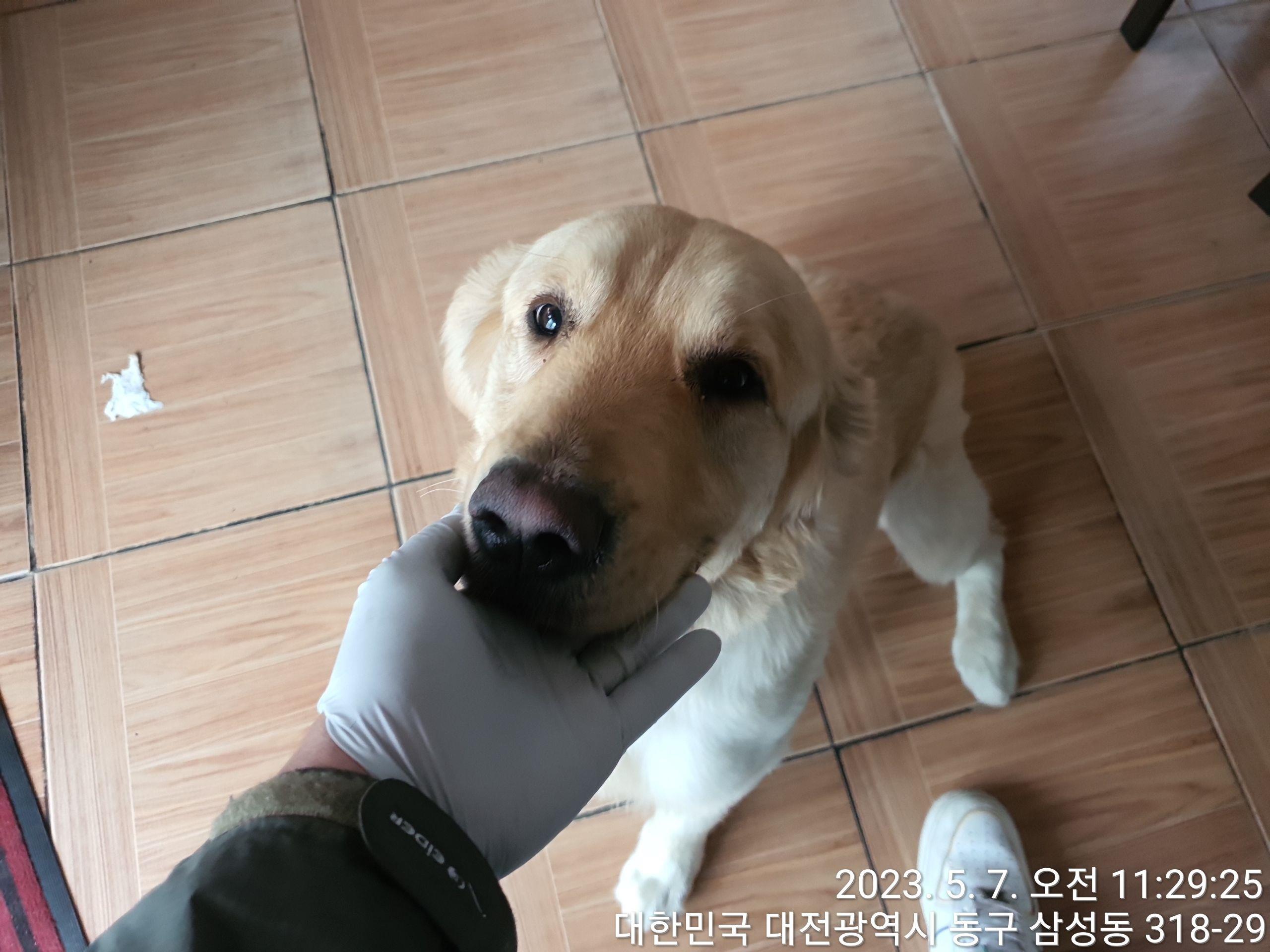 대전동물보호센터_430364202300140
