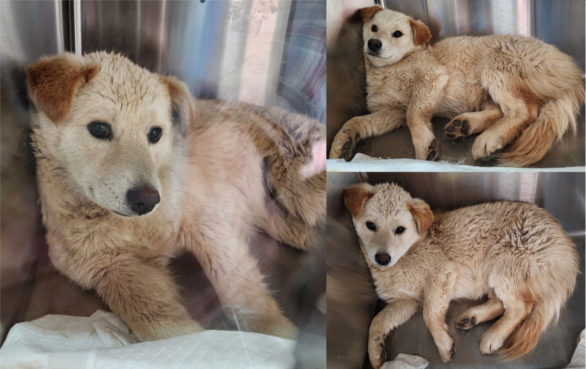 서산시 동물보호센터_444453202300325