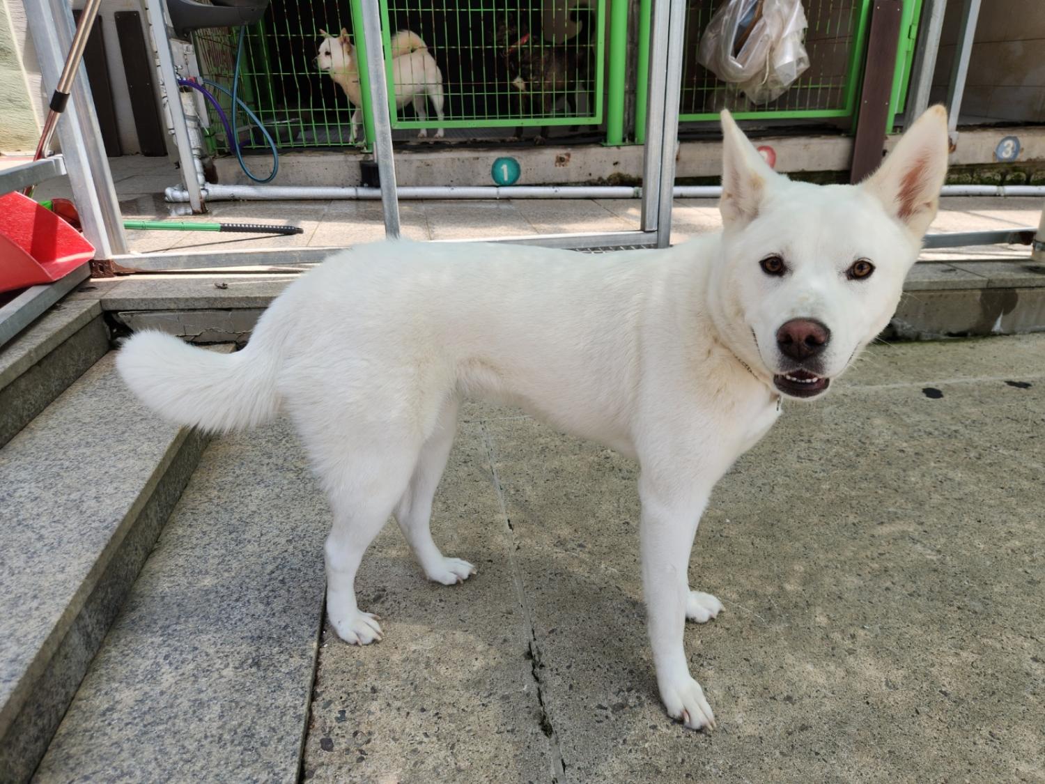 광주 동물보호소_429362202300298