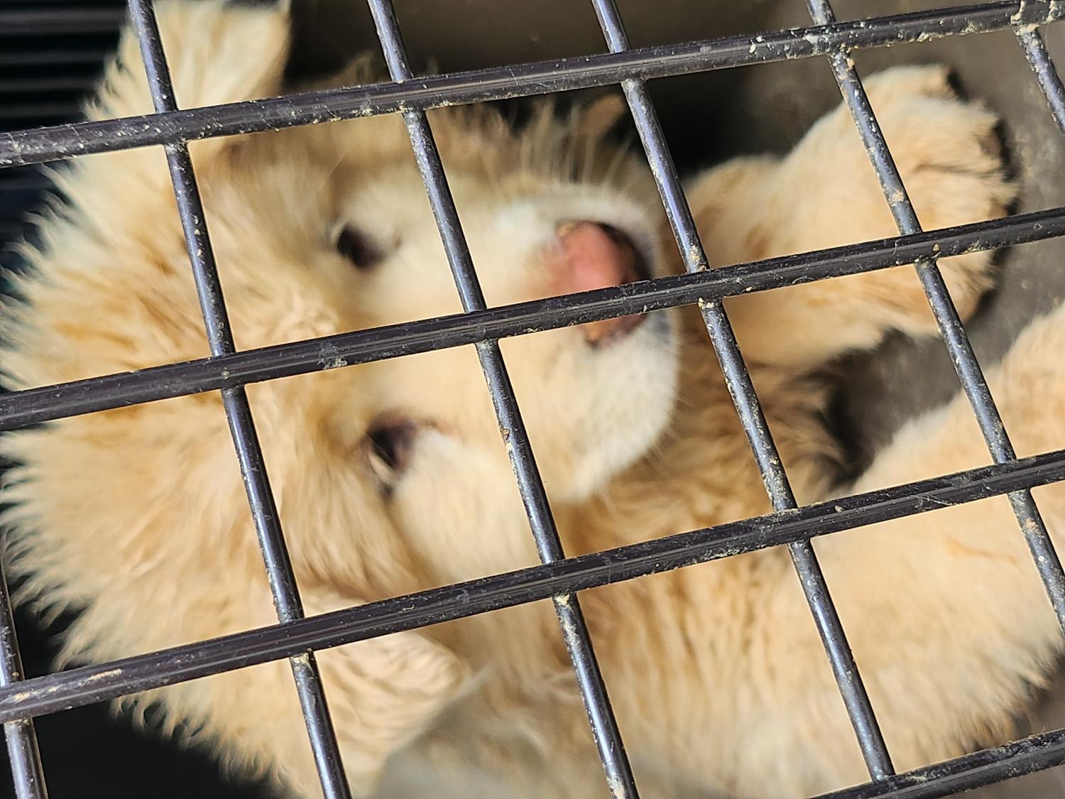 예산동물보호센터_444461202300307
