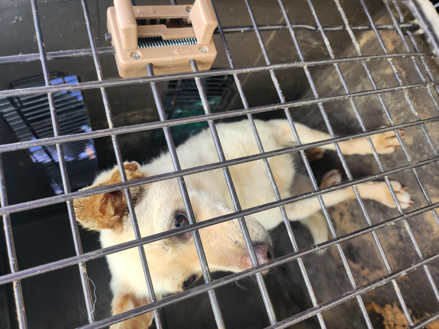 예산동물보호센터_444461202300306