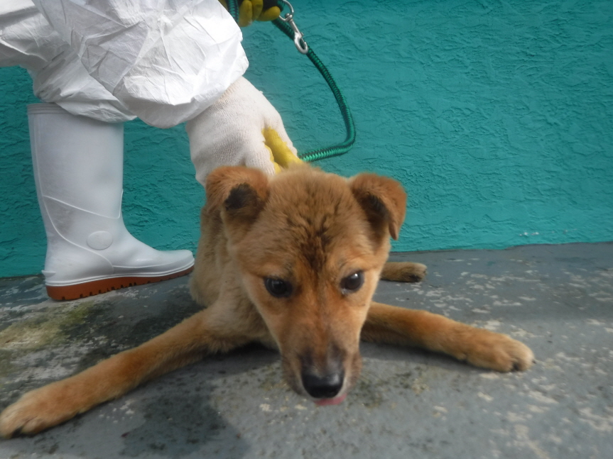 제주 동물보호센터_450650202301475