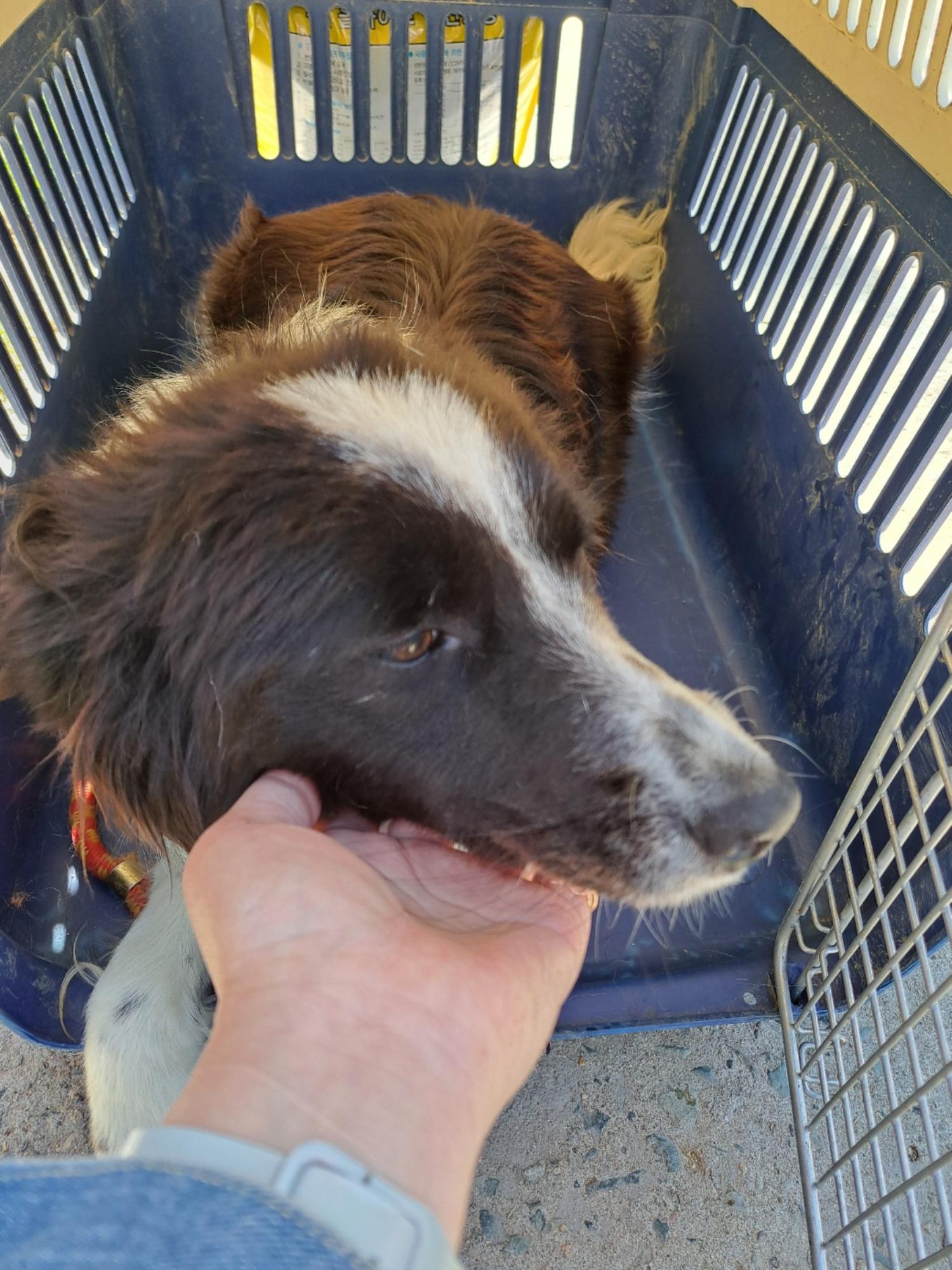 울산유기동물보호센터_431373202300455