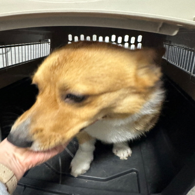 누리동물병원_426331202300075