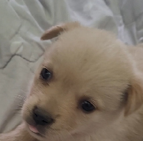 남부여동물병원_444457202300268
