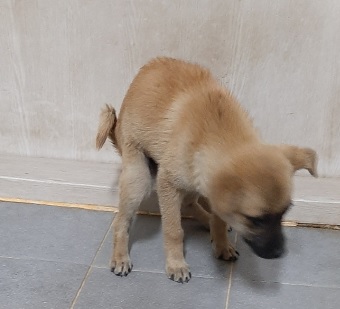영천유기동물보호센터_447510202300115