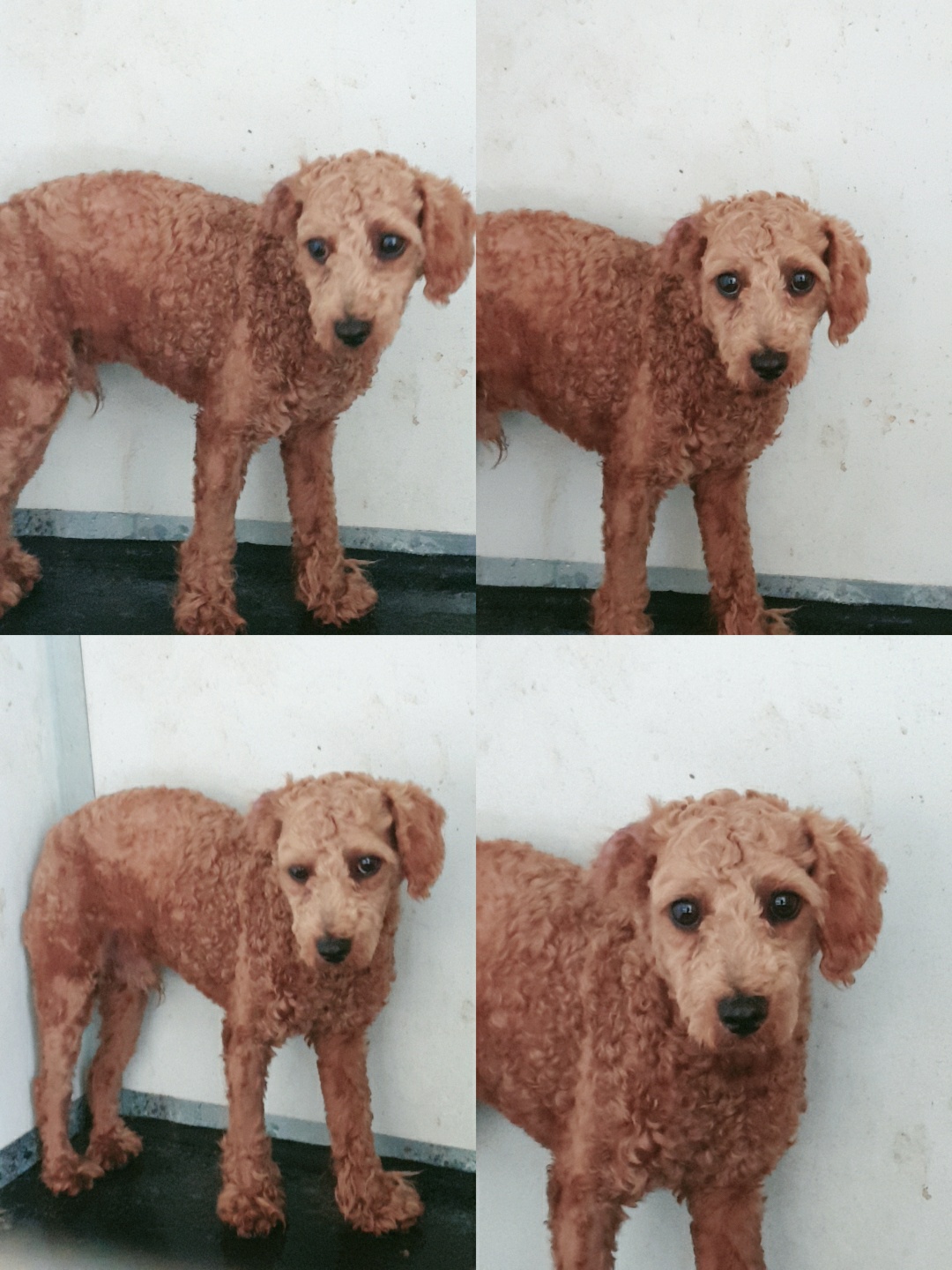 종료(입양) 푸들의…