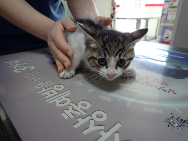 화원연합동물병원_427348202300407