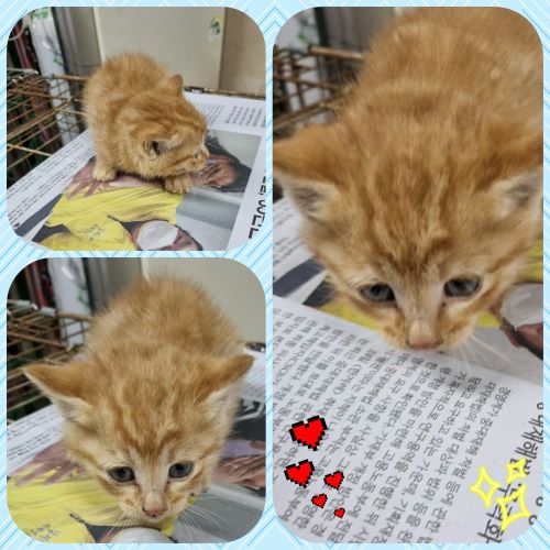 부안군 동물보호센터_445479202300279