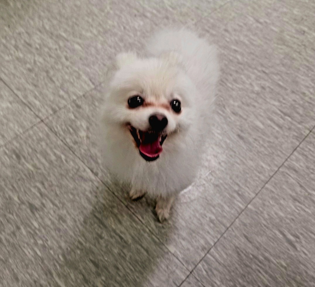수원시 동물보호센터_441374202300400